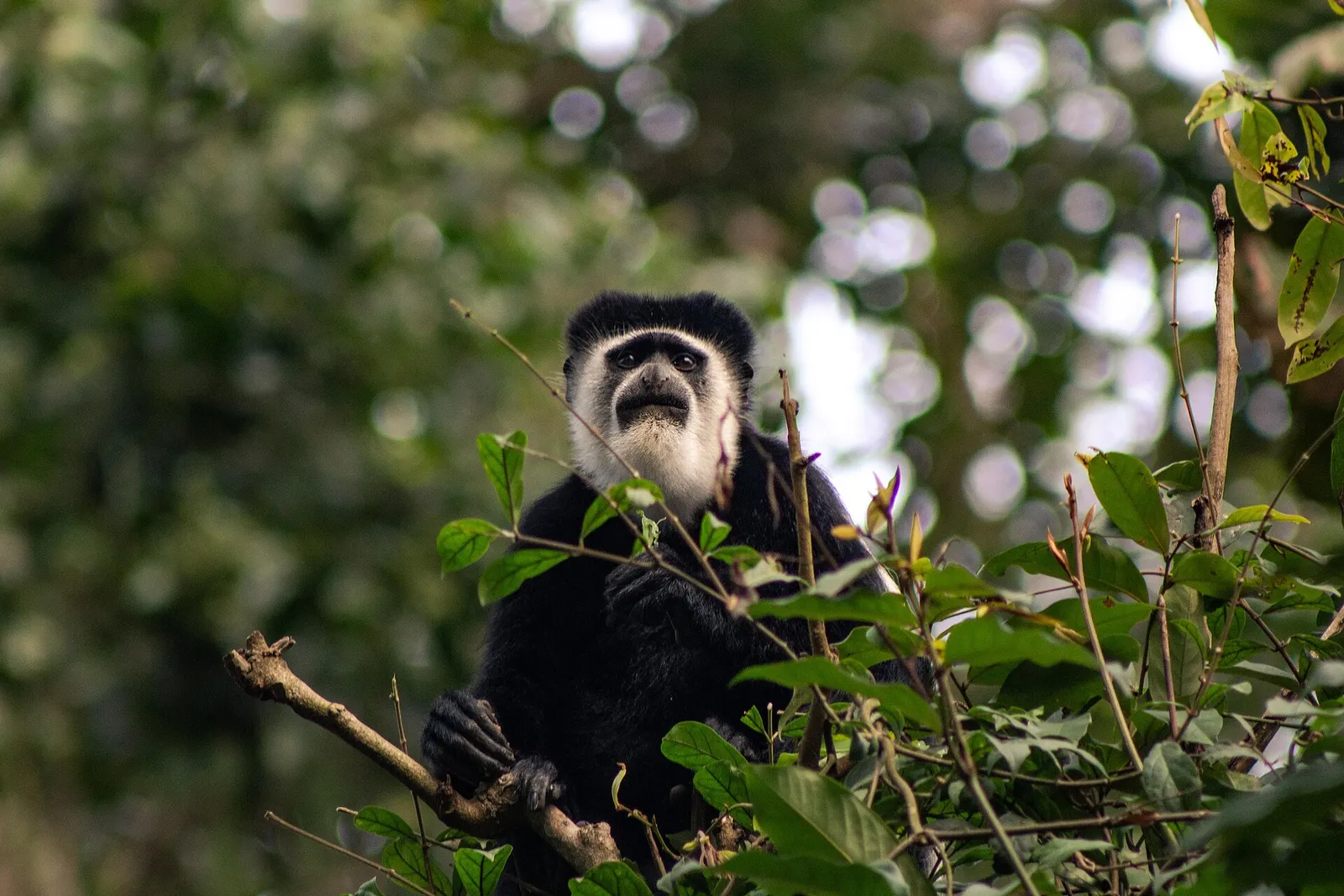 Un colobo su un albero nella foresta (primate del genere Colobus, immagine di contesto)