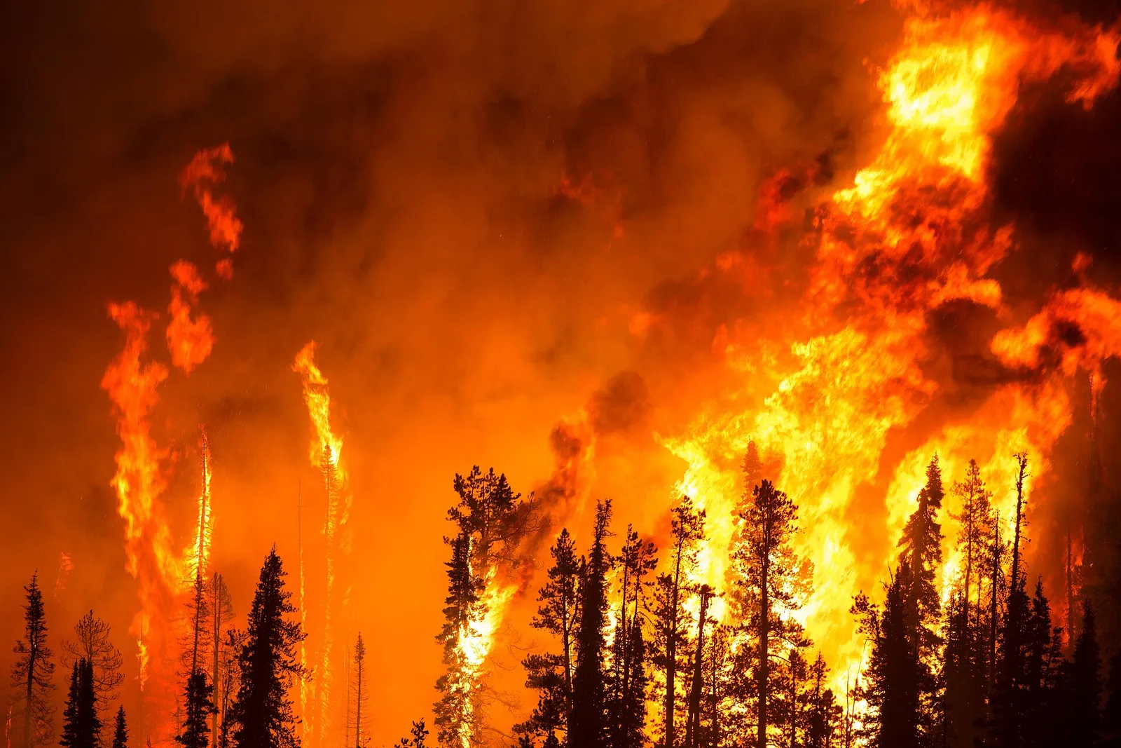 Un incendio boschivo di notte