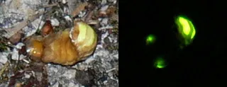 Una lucciola (Lampyris noctiluca)