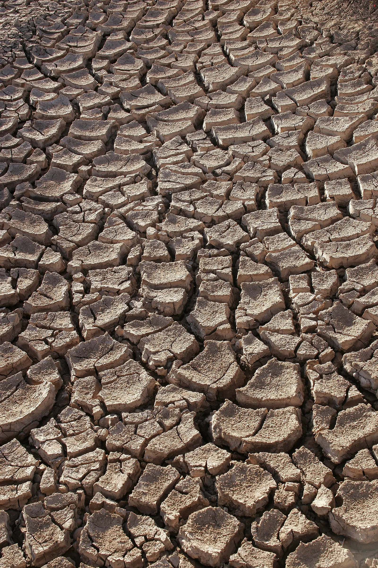 Terreno screpolato dalla siccità