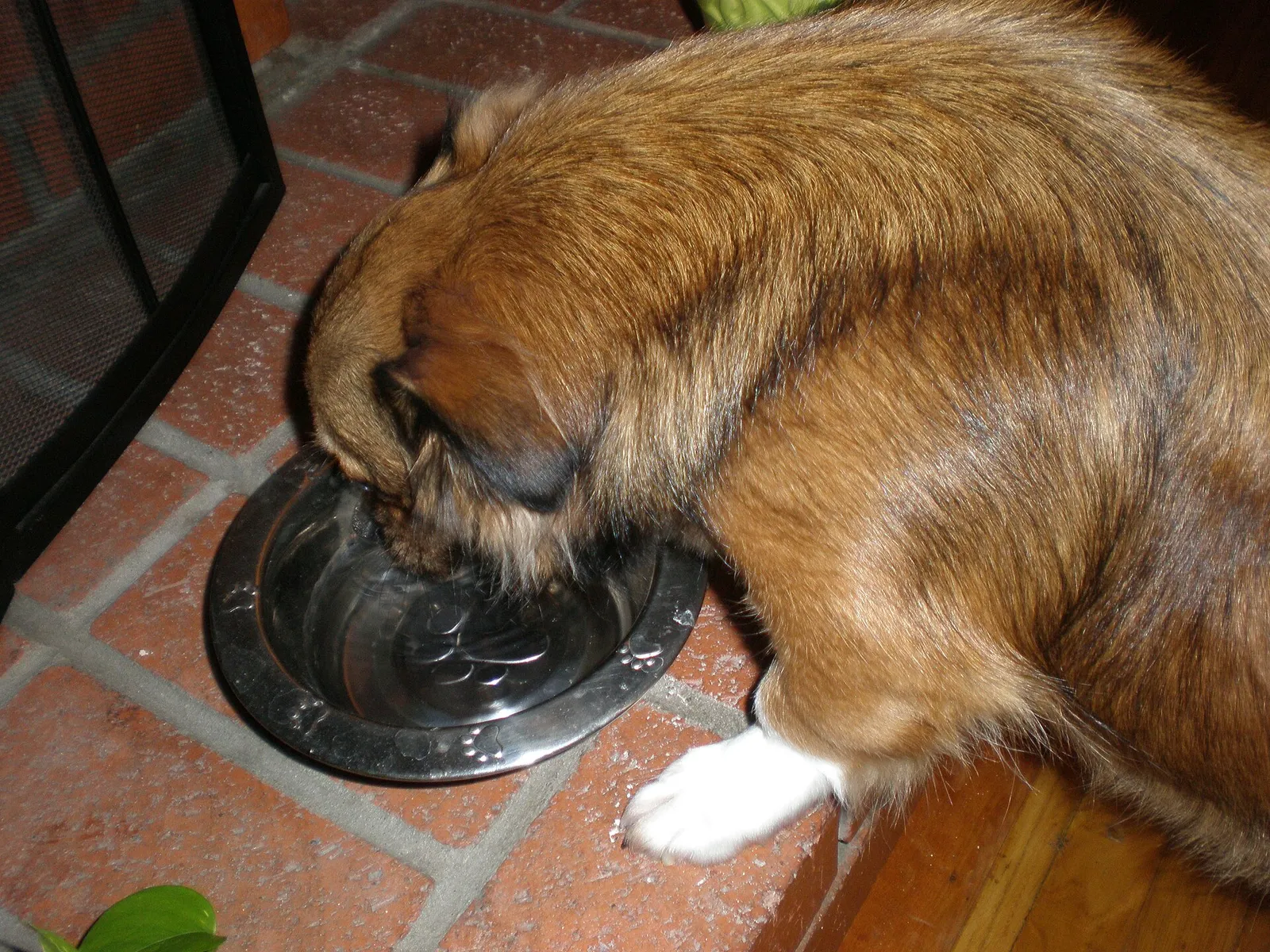 Un cane beve acqua da una ciotola