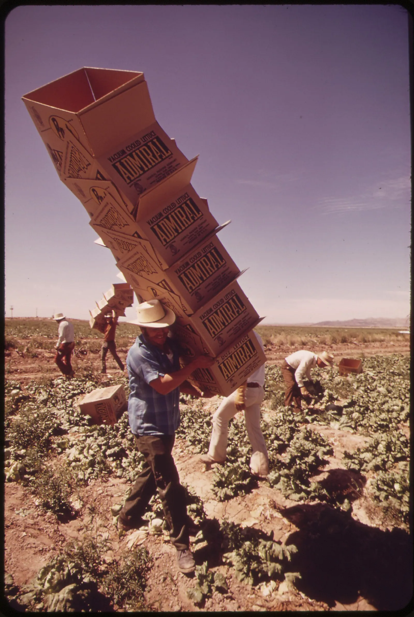 Un lavoratore in un campo sotto il sole