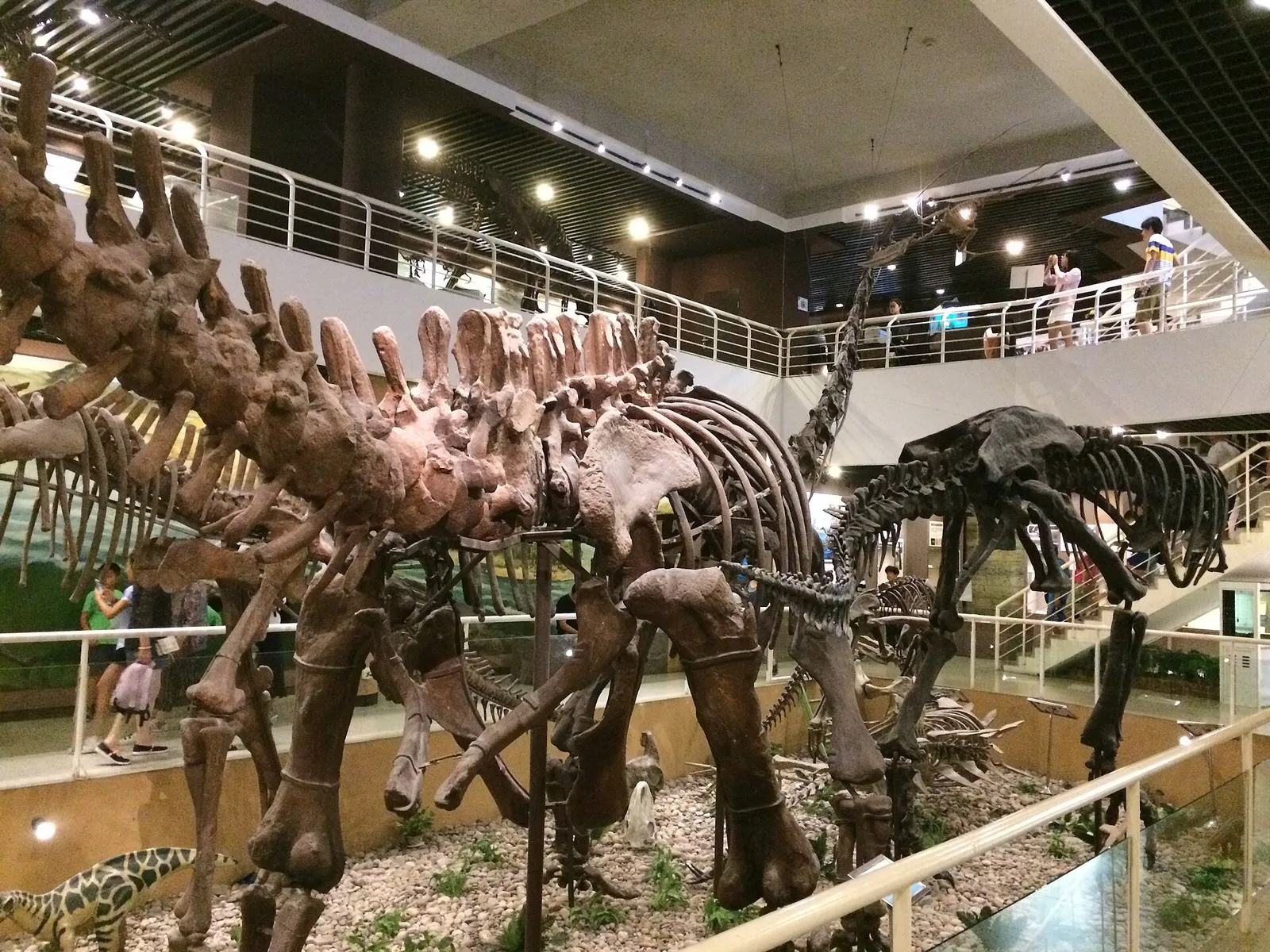Lo scheletro montato di un mamenchisauro, sauropode dal collo lunghissimo
