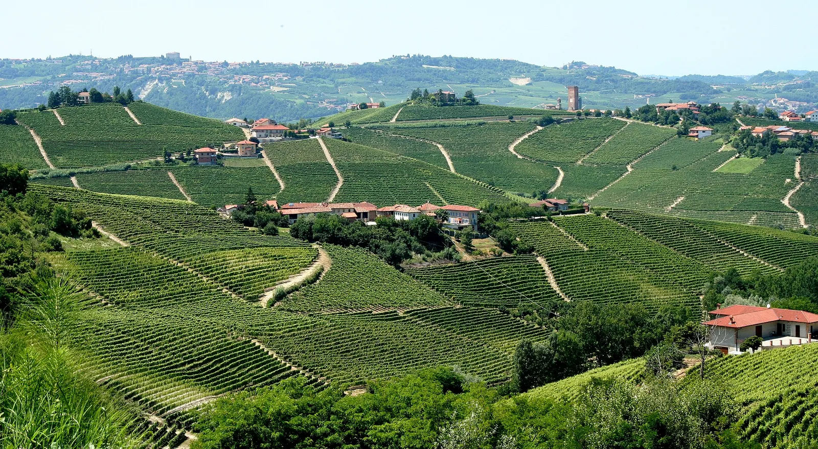 Il paesaggio viticolo delle colline piemontesi