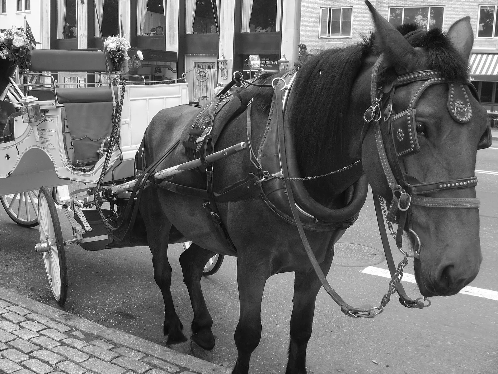 Una carrozza trainata da cavalli a Central Park, New York