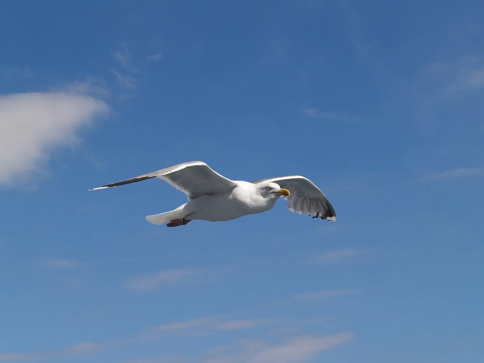 Un gabbiano in volo