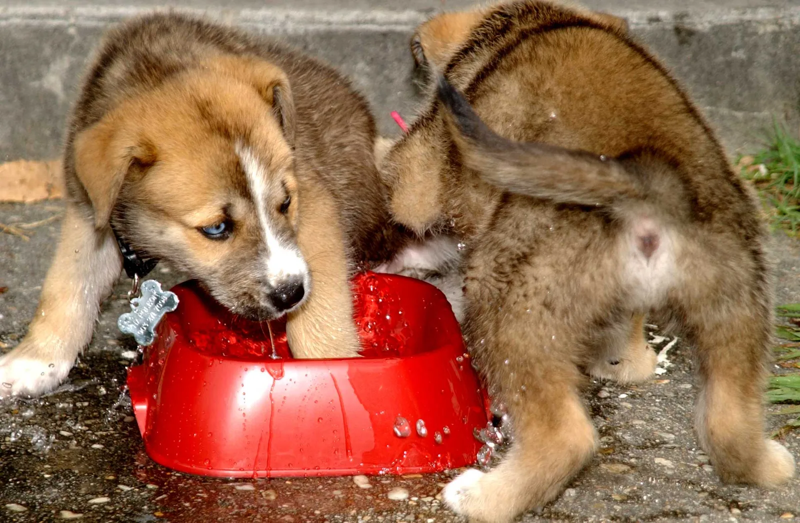 Un cane si disseta con l'acqua (immagine d'archivio)