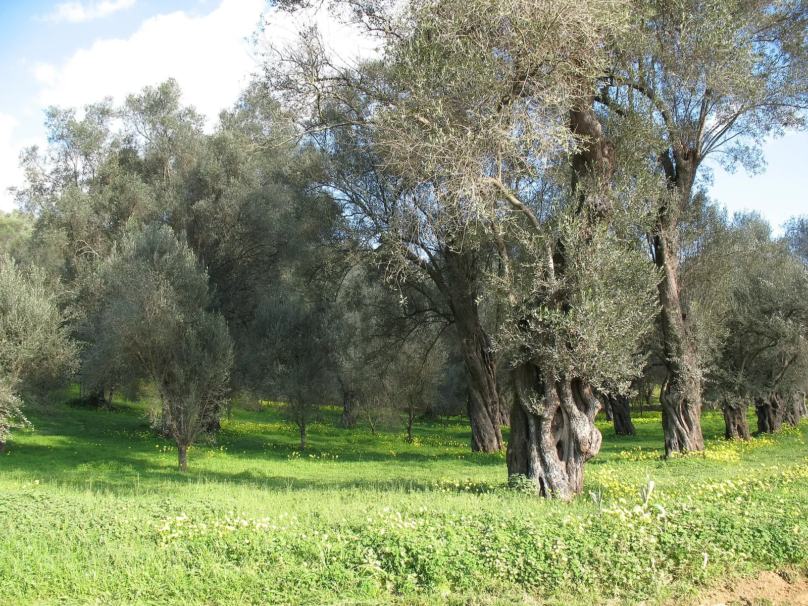 La piana di Gioia Tauro, in Calabria, dove si trova Rizziconi