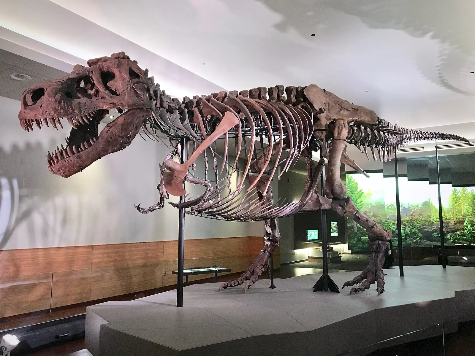 Scheletro di Tyrannosaurus rex esposto in un museo di storia naturale