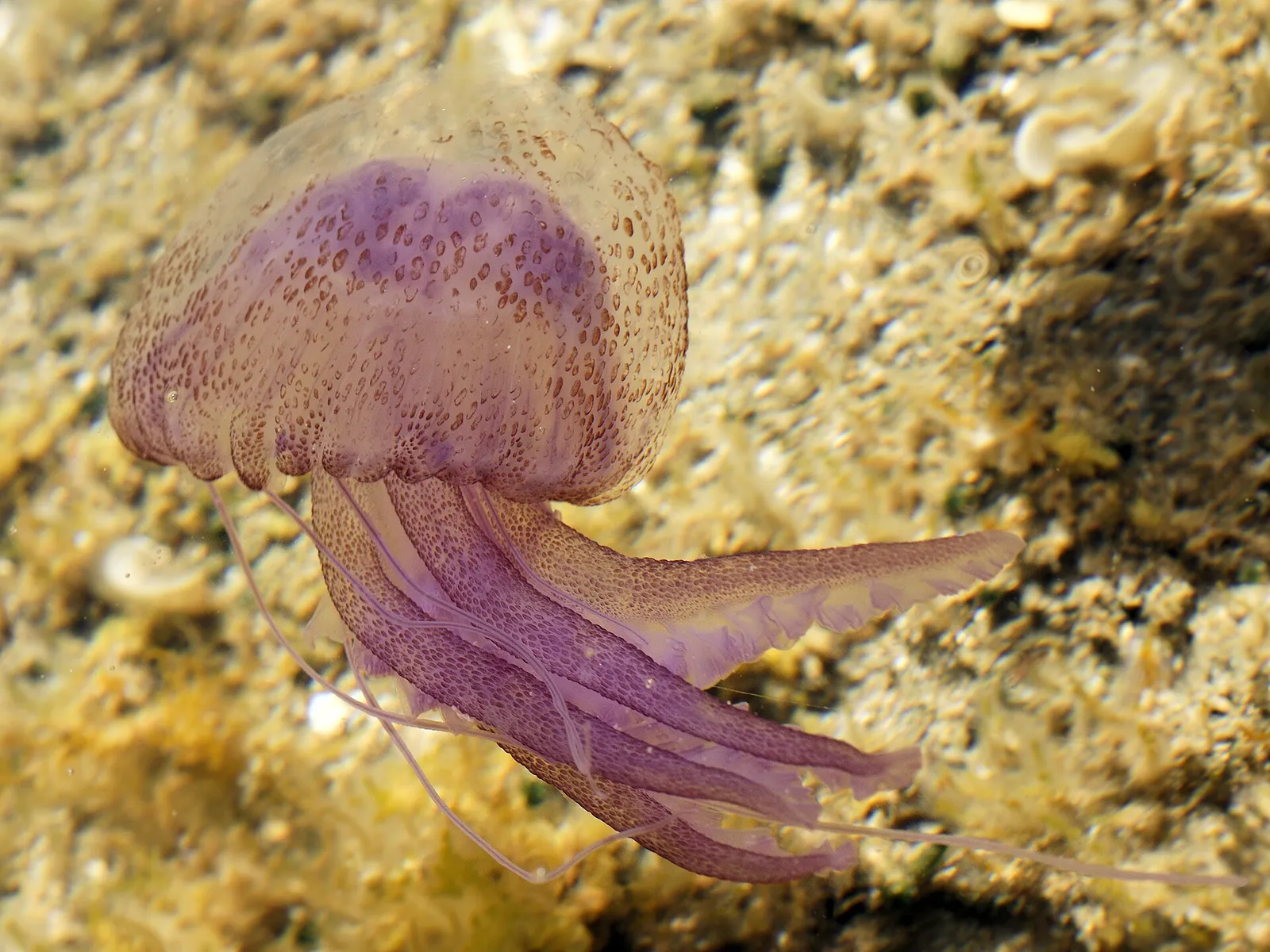 Una medusa Pelagia noctiluca nei mari italiani