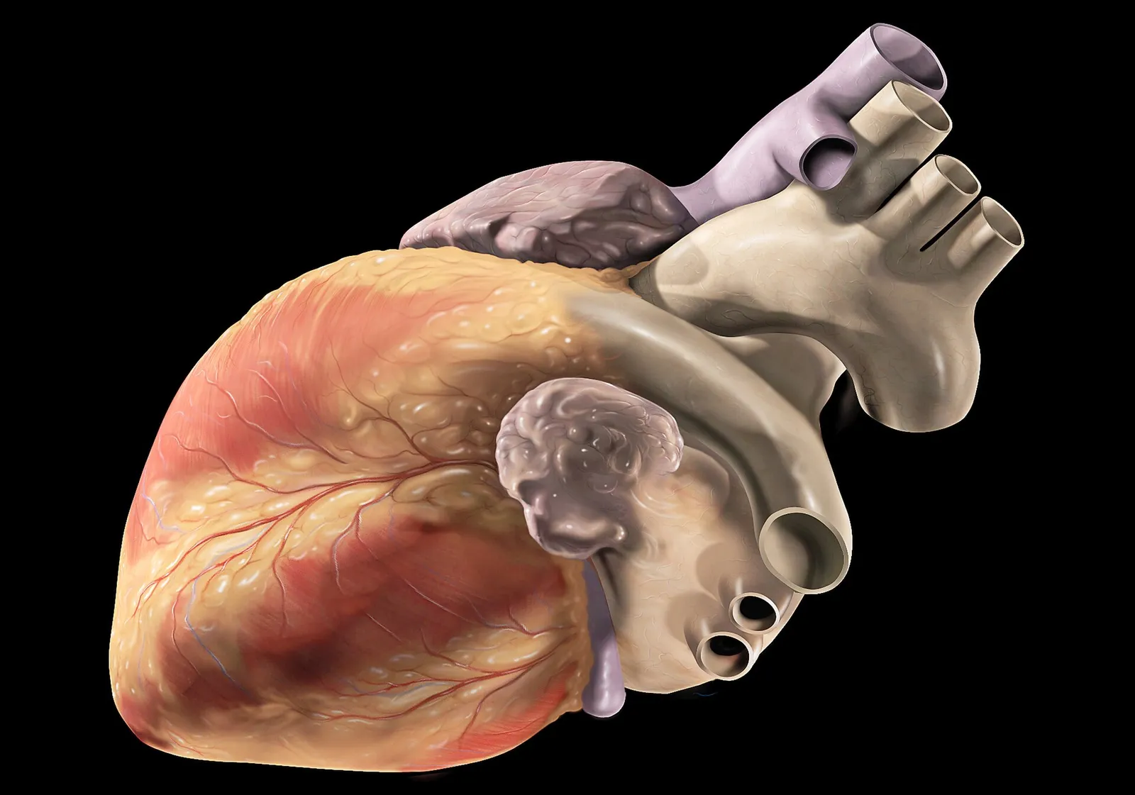 Illustrazione anatomica del cuore umano (immagine di contesto)