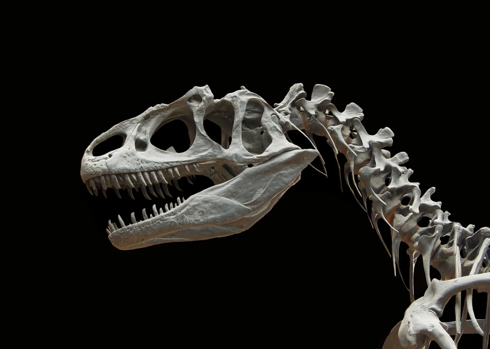 Lo scheletro fossile di un dinosauro in un museo