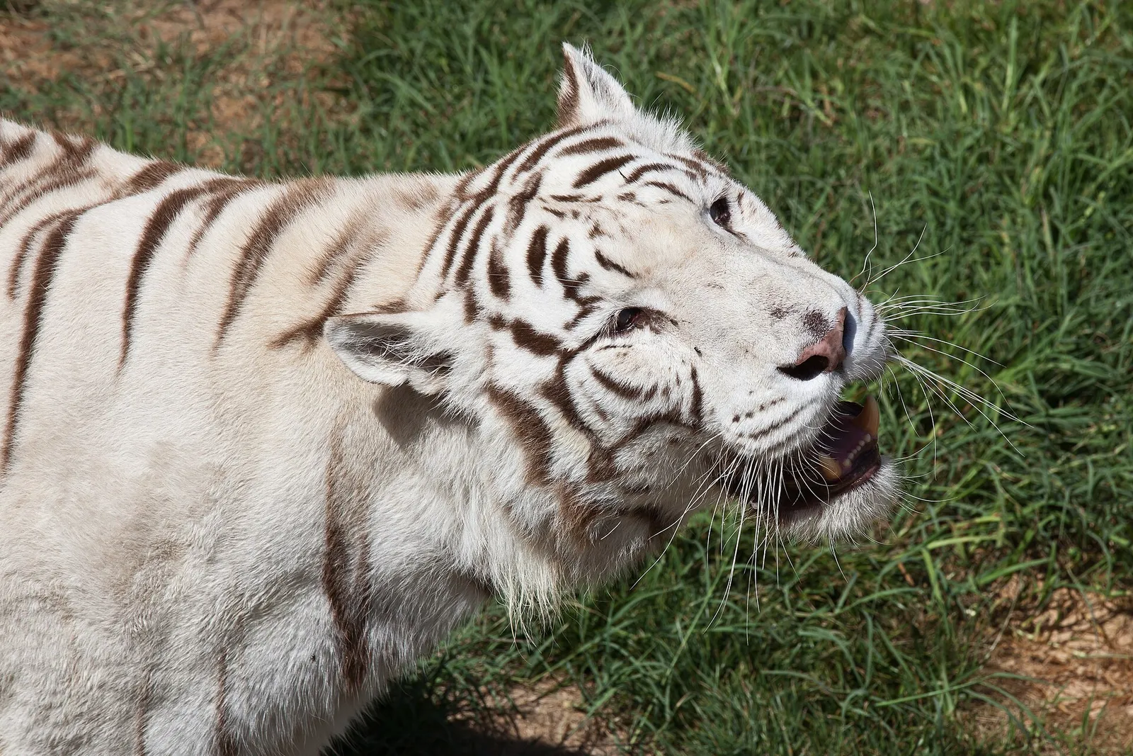 Una tigre del Bengala