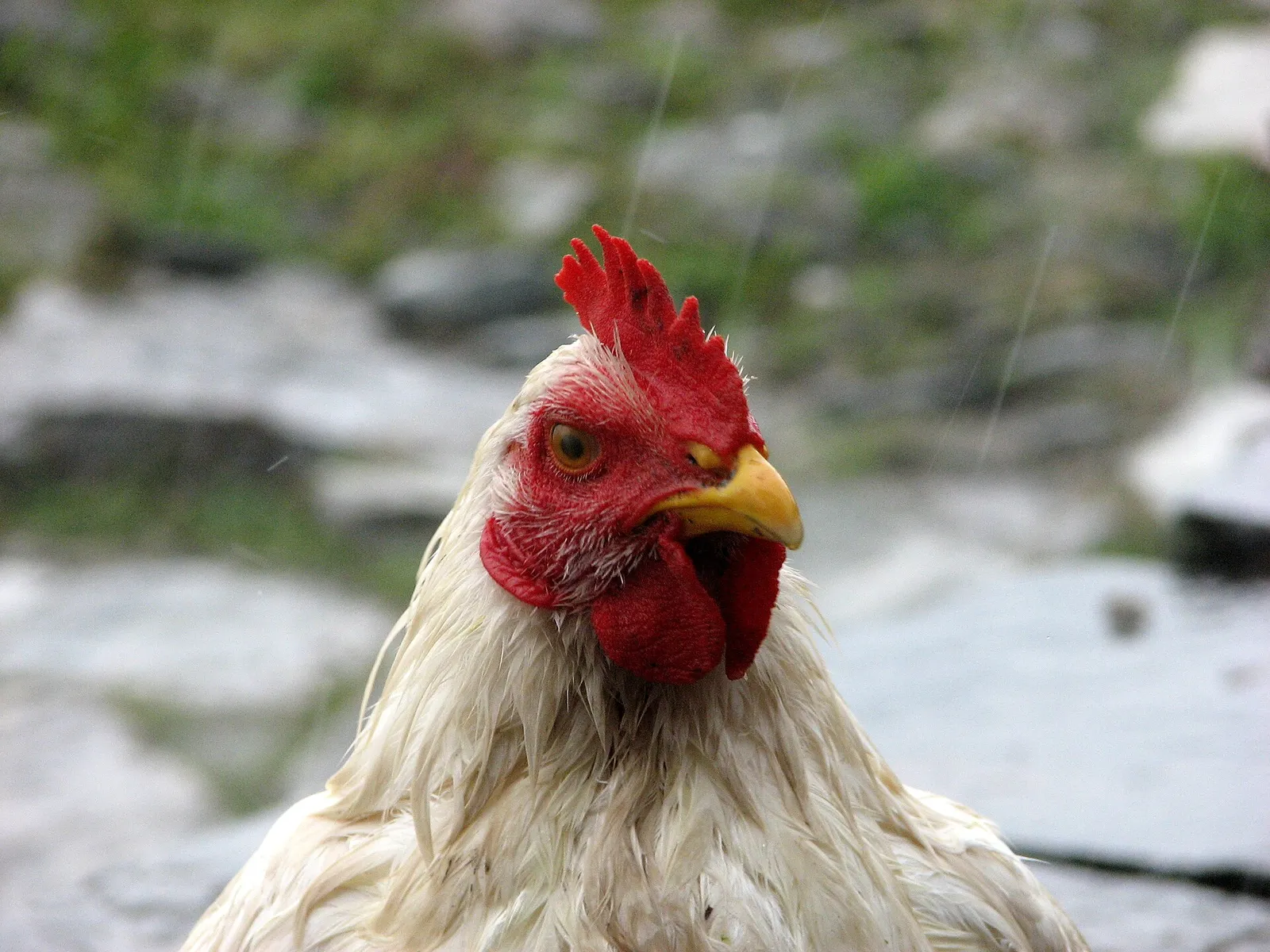 Una gallina in primo piano